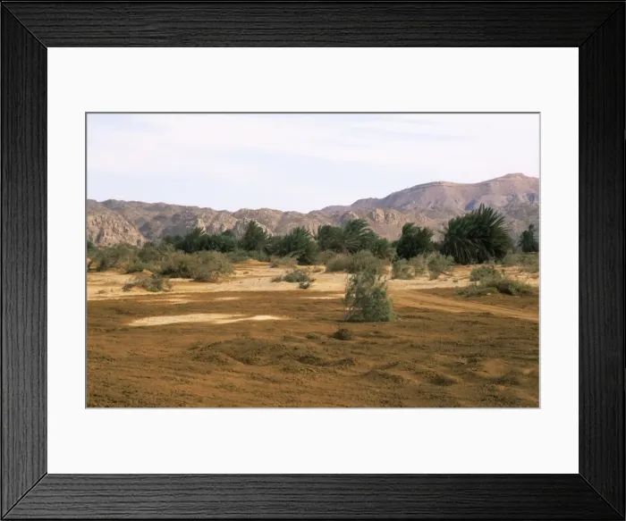 Framed Print : Egypt - A typical uninhabited oasis on a salt water spring in Arabian desert approx. 50 km from Hurgada town (Red Sea shore); a windy day in January Eg39. 0096 Framed Print : Egypt - A typical uninhabited oasis on a salt water spring in Arabian desert approx. 50 km from Hurgada town (Red Sea shore); a windy day in January Eg39. 0096