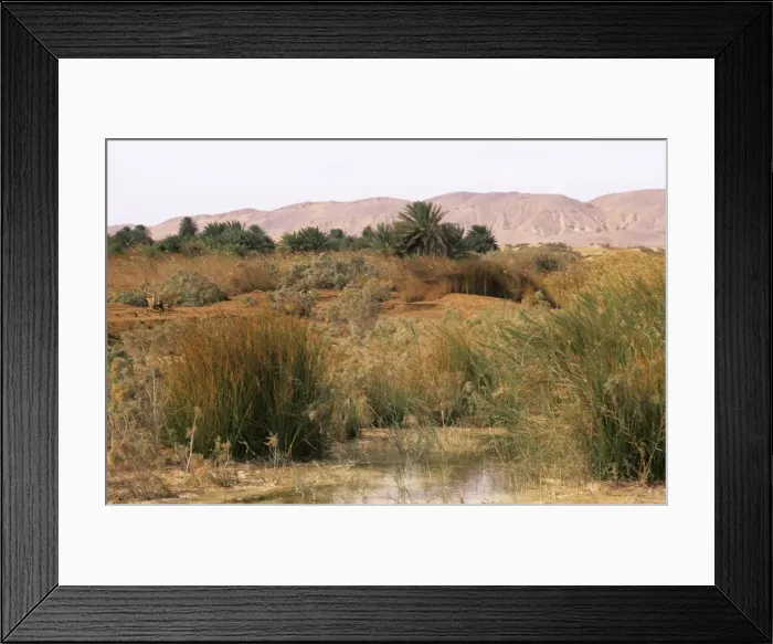Framed Print : Egypt - a typical uninhabited oasis on a salty water spring in Arabian desert approx. 50 km from Hurghada town (Red Sea shore) January Eg39. 0102 Framed Print : Egypt - a typical uninhabited oasis on a salty water spring in Arabian desert approx. 50 km from Hurghada town (Red Sea shore) January Eg39. 0102
