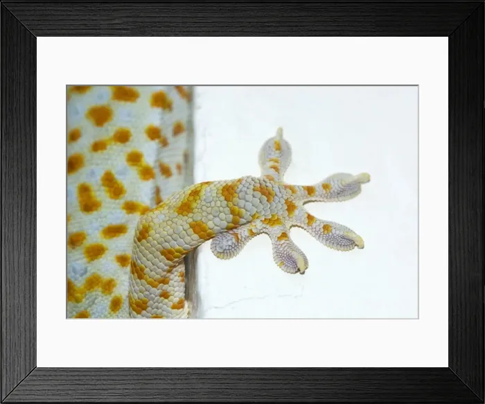Framed Print : Tokay Gecko - adult front foot holding onto a corner of a building - Bohol - Philippines - Early morning - February. Ph41. 0485 Framed Print : Tokay Gecko - adult front foot holding onto a corner of a building - Bohol - Philippines - Early morning - February. Ph41. 0485
