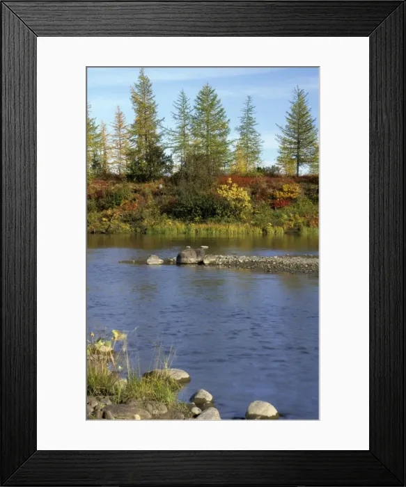 Framed Print : A smalll river in semi-tundra in autumn, near Dudinka. Siberia, Russia. Yellow Siberian Larch trees, red leaves of Arctic (Dwarf) Birch and Blueberry bush make the colours. September. Di32. 1220 Framed Print : A smalll river in semi-tundra in autumn, near Dudinka. Siberia, Russia. Yellow Siberian Larch trees, red leaves of Arctic (Dwarf) Birch and Blueberry bush make the colours. September. Di32. 1220