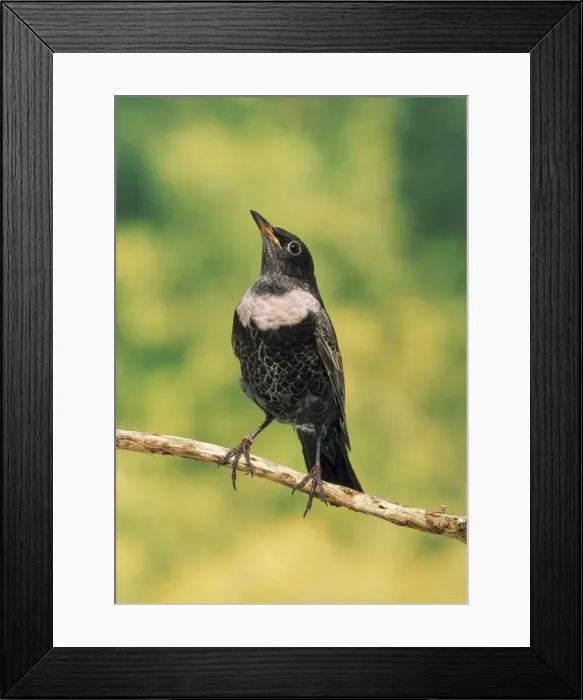 Framed Print : Ring Ouzel - male Framed Print : Ring Ouzel - male