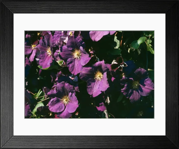 Framed Print : Clematis. APP-1086. Clematis. Jackmanii superba Framed Print : Clematis. APP-1086. Clematis. Jackmanii superba