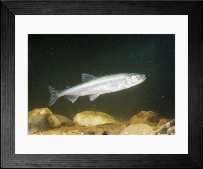 Framed Print : Smelt Also known as Sparling Framed Print : Smelt Also known as Sparling