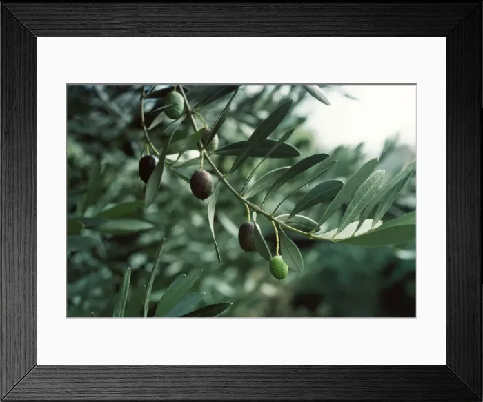Framed Print : Olive. APP-1517. Olive. Allen Paterson. Please note that prints are for Framed Print : Olive. APP-1517. Olive. Allen Paterson. Please note that prints are for