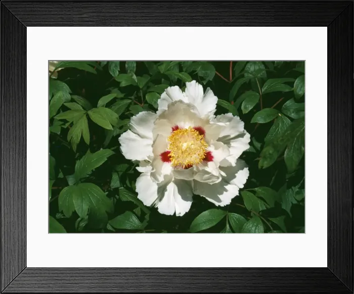 Framed Print : Peony Flower APP 1708 Paeonia suffruticosa ‘moutan © A. P. Paterson / ARDEA LONDON Framed Print : Peony Flower APP 1708 Paeonia suffruticosa ‘moutan © A. P. Paterson / ARDEA LONDON