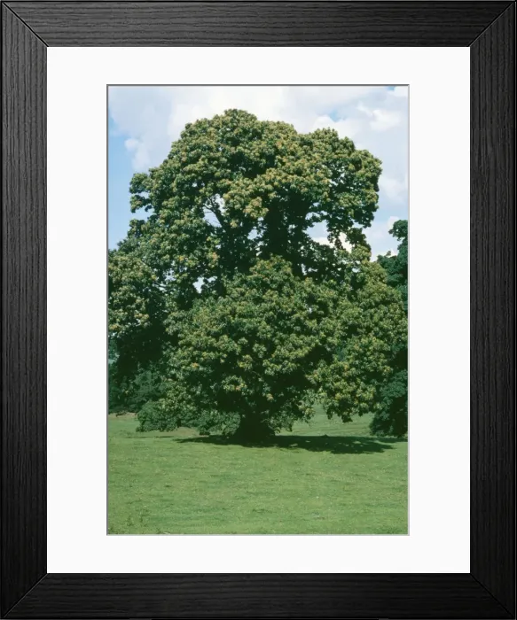 Framed Print : Sweet Chestnut Framed Print : Sweet Chestnut