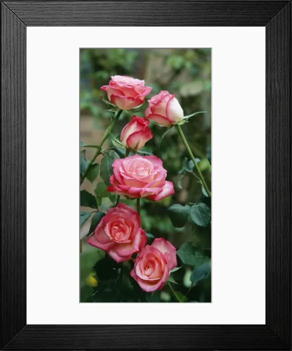 Framed Print : Rose Hybrid Tea Gail Borden Framed Print : Rose Hybrid Tea Gail Borden