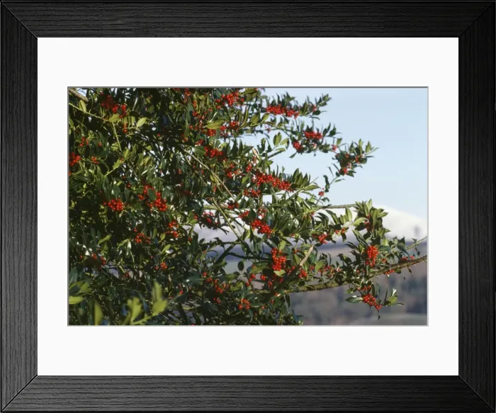 Framed Print : Holly. APP-1196. HOLLY - bush with berries Framed Print : Holly. APP-1196. HOLLY - bush with berries