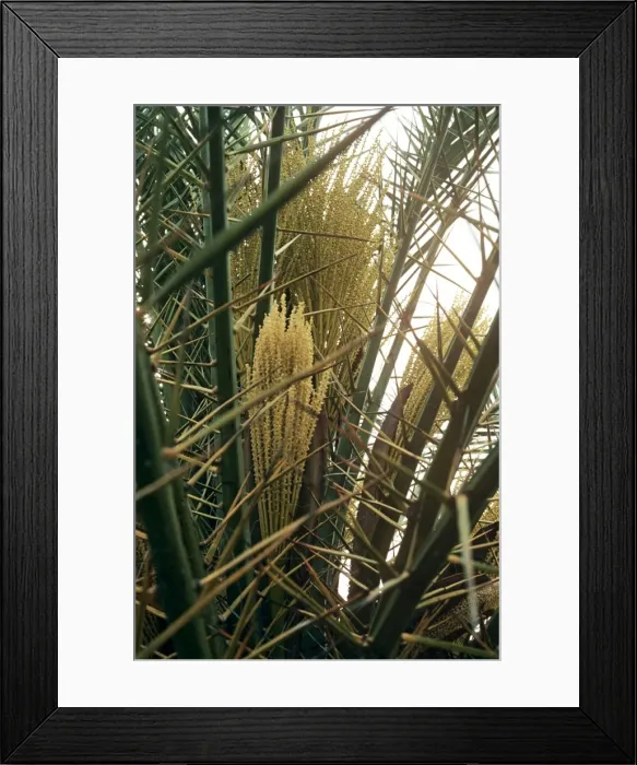 Framed Print : Cretan / European Date Palm - in flower Crete Framed Print : Cretan / European Date Palm - in flower Crete