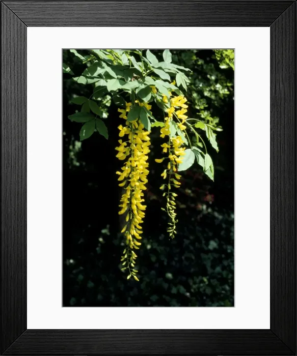 Framed Print : Laburnum UK Framed Print : Laburnum UK