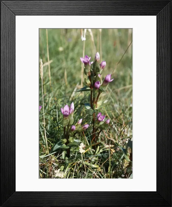 Framed Print : Field Gentian / Felwort - rare in UK, status vulnerable Framed Print : Field Gentian / Felwort - rare in UK, status vulnerable
