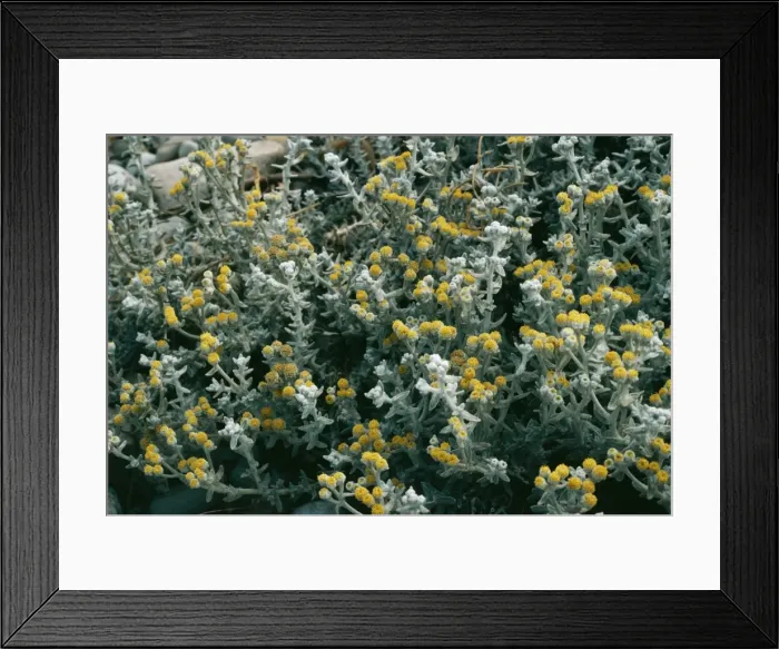 Framed Print : Otanthus maritimus (Diotis) Crete Framed Print : Otanthus maritimus (Diotis) Crete