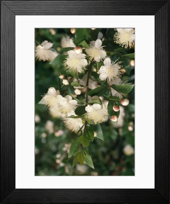 Framed Print : Myrtle. APP-2589. MYRTLE. Myrtus communis Framed Print : Myrtle. APP-2589. MYRTLE. Myrtus communis