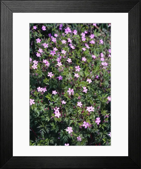 Framed Print : Herb-robert Framed Print : Herb-robert