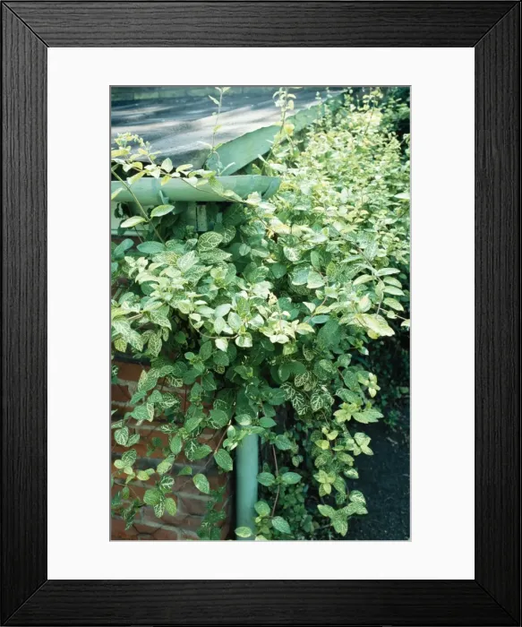 Framed Print : Japanese / Hall's Honeysuckle Invasive species Framed Print : Japanese / Hall's Honeysuckle Invasive species