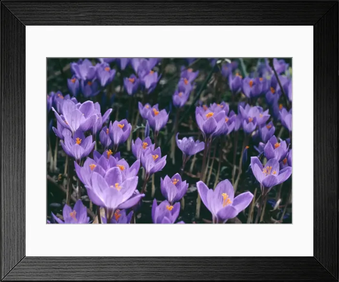 Framed Print : Crocus. APP-2233. CROCUS. Crocus speciosus Framed Print : Crocus. APP-2233. CROCUS. Crocus speciosus