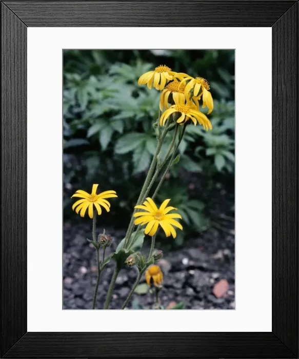 Framed Print : Arnica Montana - used internally in homeopathic remedies, and used as medicinal herb externally for inflamation and bruises on unbroken skin Framed Print : Arnica Montana - used internally in homeopathic remedies, and used as medicinal herb externally for inflamation and bruises on unbroken skin