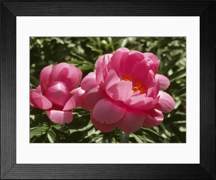 Framed Print : Peony APP 3655 Hybrid Natalie © A P Paterson / ARDEA LONDON Framed Print : Peony APP 3655 Hybrid Natalie © A P Paterson / ARDEA LONDON