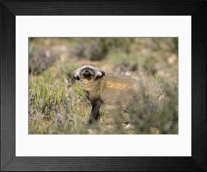 Framed Print : Bat-eared Fox - ears folded for concealment Kalahari South Africa Framed Print : Bat-eared Fox - ears folded for concealment Kalahari South Africa