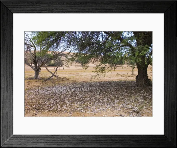 Framed Print : Camelthorn and shed pods - Harvest of pods after good rainy season scattered on ground below tree. Valuable food source for many animals and insects. Pods have medicinal properties Framed Print : Camelthorn and shed pods - Harvest of pods after good rainy season scattered on ground below tree. Valuable food source for many animals and insects. Pods have medicinal properties