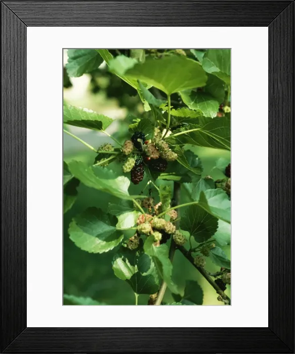 Framed Print : Mulberry APP 2872 Morus rubra © A. P. Paterson / ARDEA LONDON Framed Print : Mulberry APP 2872 Morus rubra © A. P. Paterson / ARDEA LONDON