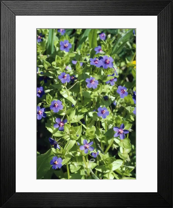 Framed Print : Blue Pimpernel Framed Print : Blue Pimpernel