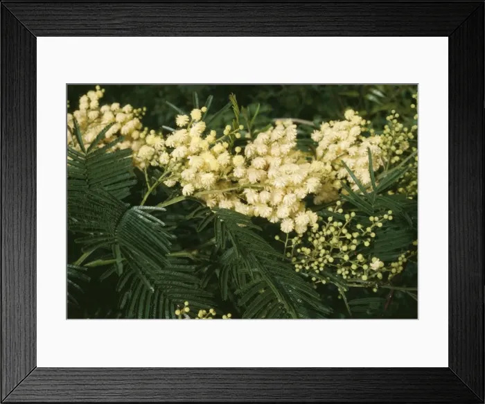 Framed Print : Acacia. APP-3794. Acacia. Acacia dealbata Framed Print : Acacia. APP-3794. Acacia. Acacia dealbata