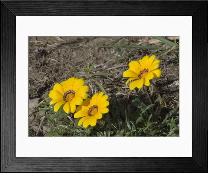 Framed Print : Gazania flowers. Low growing perennial herb. Markings at petal bases mimic monkey beetles which are attracted in hope of finding potential mates, resulting in pollination. Common in dry grassland and along roadsides Framed Print : Gazania flowers. Low growing perennial herb. Markings at petal bases mimic monkey beetles which are attracted in hope of finding potential mates, resulting in pollination. Common in dry grassland and along roadsides