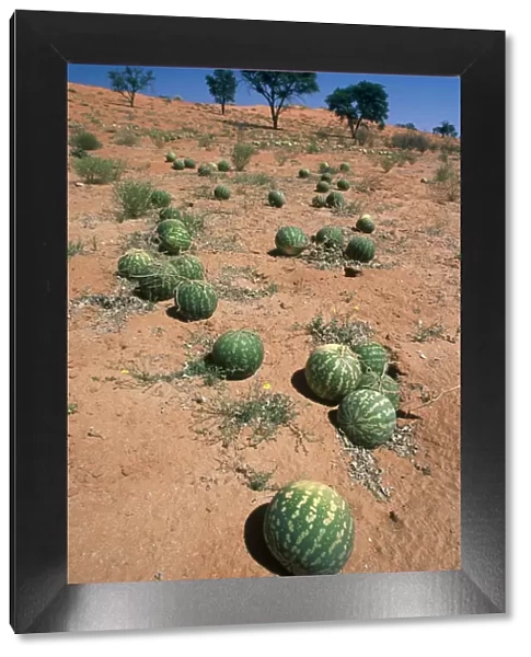 Tsamma melons littering the dune surface after successful fruiting season. Provide valuable source of food, vitamin C, trace elements and especially water to wide range of desert-dwelling animals and Bushmen