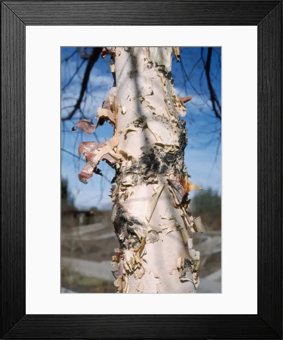 Framed Print : River Birch Tree - exfoliating bark Framed Print : River Birch Tree - exfoliating bark
