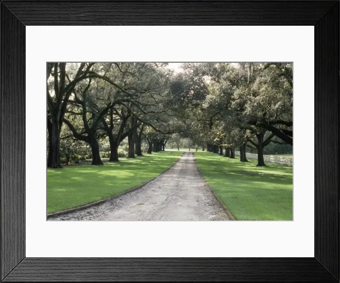 Framed Print : Live Oak Trees - avenue South Carolina, USA Framed Print : Live Oak Trees - avenue South Carolina, USA
