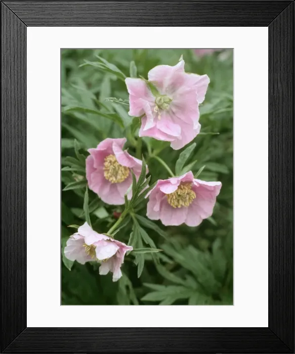 Framed Print : Peony APP 4218 Veitchii woodwardii © A P Paterson / ARDEA LONDON Framed Print : Peony APP 4218 Veitchii woodwardii © A P Paterson / ARDEA LONDON
