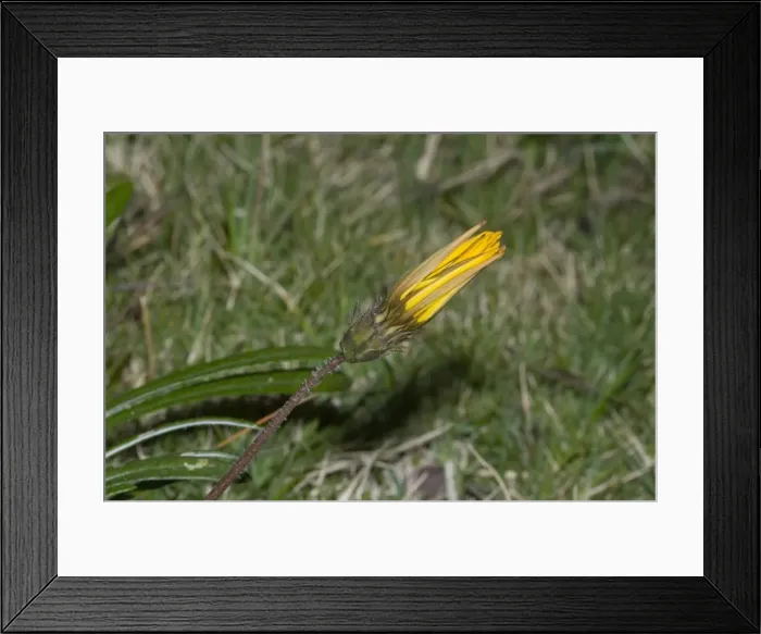 Framed Print : Gazania flower closed for the night. Low growing perennial herb. Common in dry grassland and along roadsides. Widespread in Eastern Cape Province to Mpumalanga. Grahamstown, Eastern Cape, South Africa Framed Print : Gazania flower closed for the night. Low growing perennial herb. Common in dry grassland and along roadsides. Widespread in Eastern Cape Province to Mpumalanga. Grahamstown, Eastern Cape, South Africa