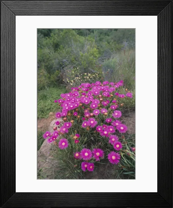 Framed Print : Shrubby Mesemb - flowering after heavy spring rains Eastern Cape, South Africa. Fam:Aizoaceae Genus: Mesembryanthemum Framed Print : Shrubby Mesemb - flowering after heavy spring rains Eastern Cape, South Africa. Fam:Aizoaceae Genus: Mesembryanthemum