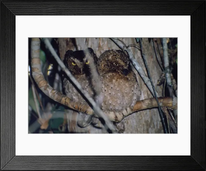 Framed Print : Sokoke / Morden's Scops-Owl - endemic to Sokoke forest Framed Print : Sokoke / Morden's Scops-Owl - endemic to Sokoke forest