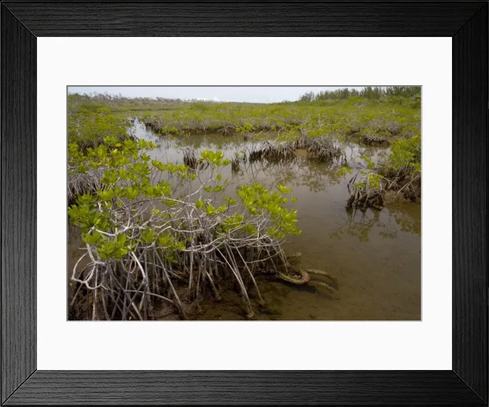 Framed Print : Red mangroves showing stabilising prop roots. A pioneer species found throughout the tropics in tidal swamps. Lucayan National Park, Grand Bahama Island, Bahamas Framed Print : Red mangroves showing stabilising prop roots. A pioneer species found throughout the tropics in tidal swamps. Lucayan National Park, Grand Bahama Island, Bahamas