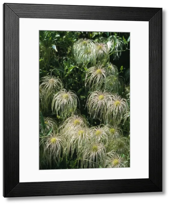 Framed Print : APP-3046. APP-3048. CLEMATIS ORIENTALIS. Clematis orientalis Framed Print : APP-3046. APP-3048. CLEMATIS ORIENTALIS. Clematis orientalis