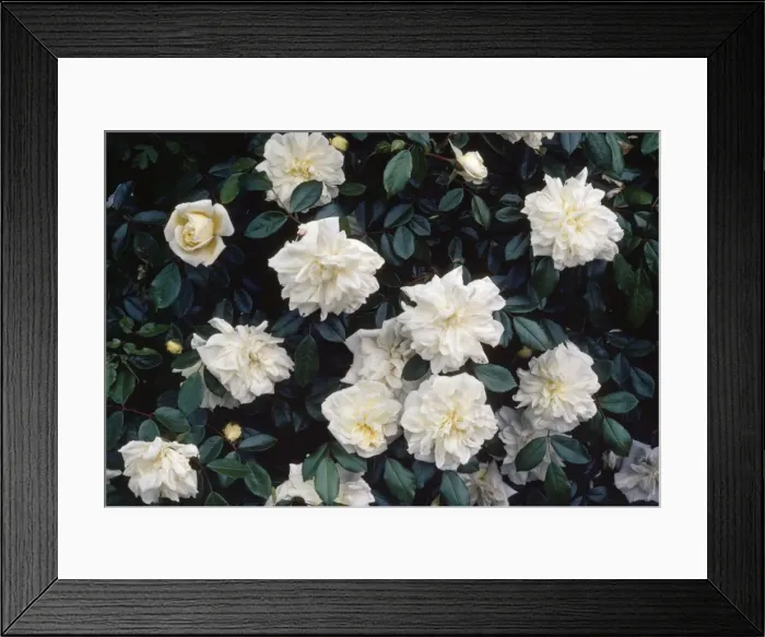 Framed Print : Alberic Barbier Rambler Rose Framed Print : Alberic Barbier Rambler Rose