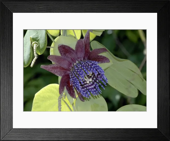 Framed Print : Passion Flower / Trilobed Passion Flower / Twelve-petaled Passion Flower. Occurs in western South America, especially Bolivia and Peru. Fort Lauderdale, Florida, USA Framed Print : Passion Flower / Trilobed Passion Flower / Twelve-petaled Passion Flower. Occurs in western South America, especially Bolivia and Peru. Fort Lauderdale, Florida, USA