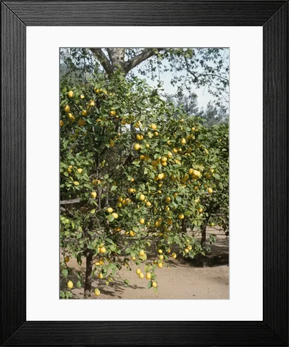 Framed Print : Lemon Tree Framed Print : Lemon Tree