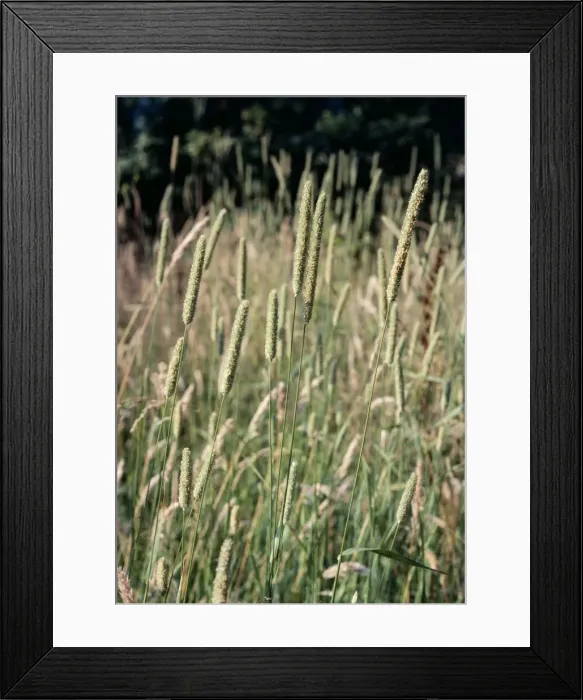 Framed Print : Timothy Grass Framed Print : Timothy Grass