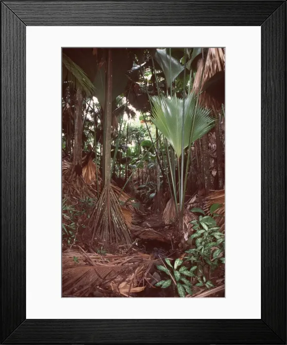 Framed Print : Stilt Palm Showing stilt roots Framed Print : Stilt Palm Showing stilt roots