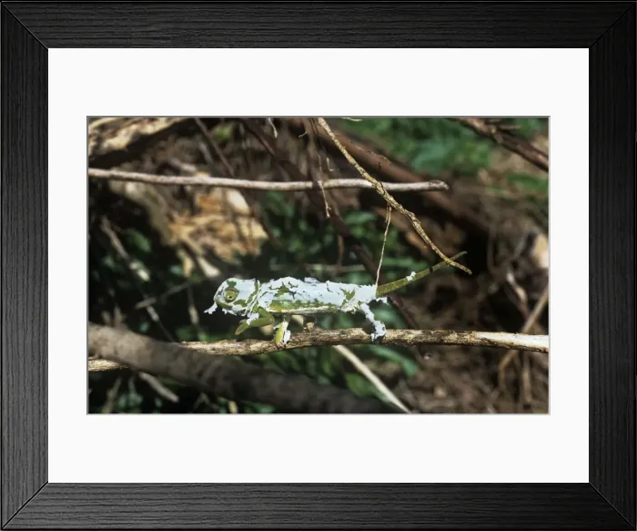 Framed Print : Flap-necked Chameleon - shedding skin Framed Print : Flap-necked Chameleon - shedding skin