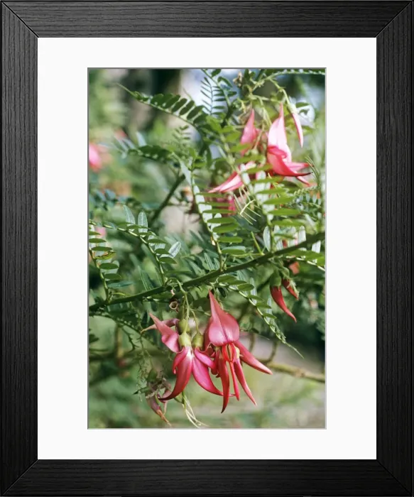 Framed Print : Kaka-beak / Kowhai Ngutukaka / Lobster Claw / New Zealand Parrot's-bill and Parrot's-bill Framed Print : Kaka-beak / Kowhai Ngutukaka / Lobster Claw / New Zealand Parrot's-bill and Parrot's-bill
