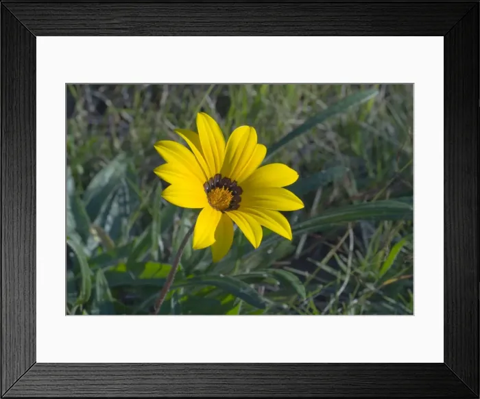 Framed Print : Gazania flower. Low growing perennial herb. Markings at petal bases mimic monkey beetles which are attracted in hope of finding potential mates, resulting in pollination. Common in dry grassland and along roadsides Framed Print : Gazania flower. Low growing perennial herb. Markings at petal bases mimic monkey beetles which are attracted in hope of finding potential mates, resulting in pollination. Common in dry grassland and along roadsides