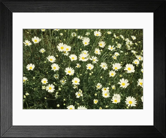 Framed Print : Pyrenthrum flowers - a natural sourse of insecticide. Africa Framed Print : Pyrenthrum flowers - a natural sourse of insecticide. Africa