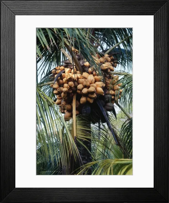 Framed Print : Panama Dwarf Golden Coconut