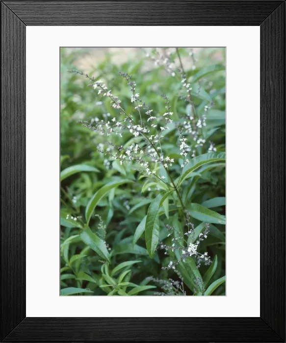 Framed Print : Lemon Verbena Framed Print : Lemon Verbena