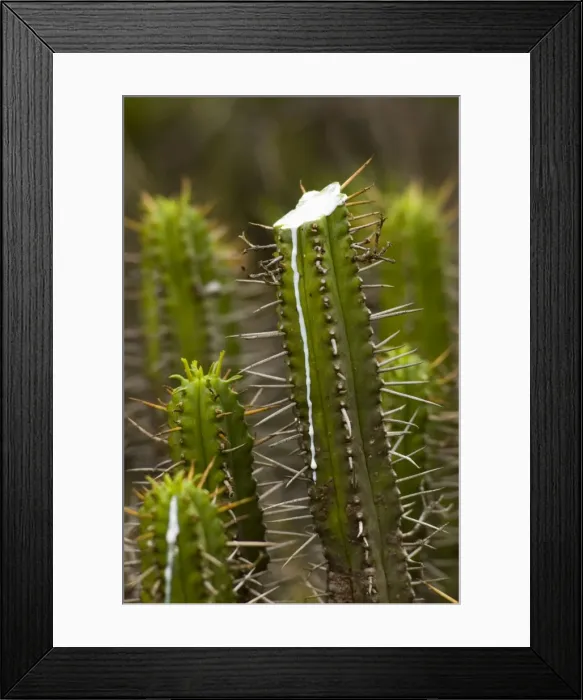 Framed Print : Five-cornered Euphorbia. Sap flowing from cut stem. Ecca Pass, nr Grahamstown, Eastern Cape, South Africa Framed Print : Five-cornered Euphorbia. Sap flowing from cut stem. Ecca Pass, nr Grahamstown, Eastern Cape, South Africa