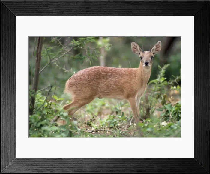 Framed Print : Sharpe's Grysbok